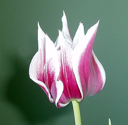 Tulip 